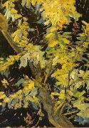 Vincent Van Gogh, Blossoming Acacia Branches
